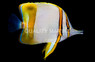 Marginalis Butterflyfish 