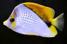 Marquesas Butterflyfish