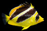 Mitratus Butterflyfish