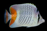 Pearlscale Butterflyfish