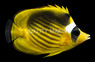 Red Sea Raccoon Butterflyfish
