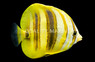 Rainfords Butterflyfish