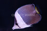White Face Butterflyfish