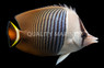 White Face Butterflyfish