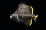 Wrought Iron Butterflyfish