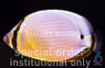 Oval Butterflyfish