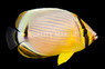Oval Butterflyfish