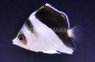 Burgess Butterflyfish