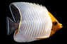 Hooded Butterflyfish