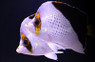 Tinkeri Butterflyfish, Pair
