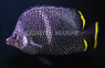 Wrought Iron Butterflyfish