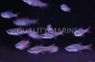 Red Spot Cardinalfish