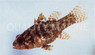 Speckled Fowler Cardinalfish :: 13518