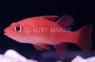 Red Tail Cardinalfish :: 13522