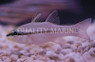 Bridled Cardinalfish