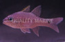 Spiny Head Cardinalfish