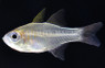 Tongan Longspine Cardinalfish :: 13557