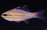 Rubyspot Cardinalfish