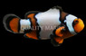 Black Phantom Snowflake Ocellaris Clownfish
