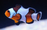 Wide Bar Mocha Gladiator Ocellaris Clownfish