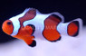 DaVinci Ocellaris Clownfish - Grade B