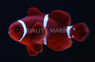 Goldflake Maroon Clownfish