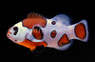 Mocha Storm Ocellaris Clownfish