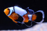 Longfin Black Ice Ocellaris Clownfish