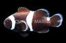 Misbar Darwin Ocellaris Clownfish