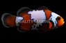 Black Ice Ocellaris Clownfish