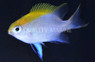 Blue Fin Damselfish