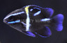 Blue Streak Damselfish