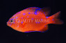 Garibaldi Damselfish, Juvenile