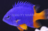 Gold Tail / Half Blue Damselfish :: 15034