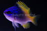 Limbaugh's Chromis