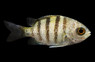 Panamic Sergeant Major Damselfish