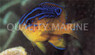 Bigscale Parma Damselfish