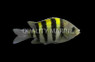 Sergeant Major Damselfish