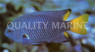 Philippine Damselfish