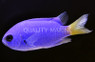 Cobalt Chromis