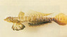 Japanese Fold Dragonet