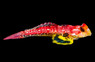 Ruby Dragonet