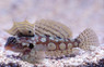 Circular Dragonet
