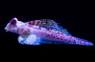Bartel's Dragonet