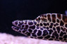 Tesselata Eel