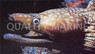 Australian Mottled Eel
