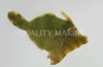 Jade Filefish :: 16503