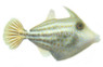 Orangetail Filefish