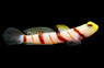 Dracula Shrimp Goby w/Shrimp Pair