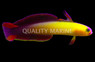 Exquisite Firefish